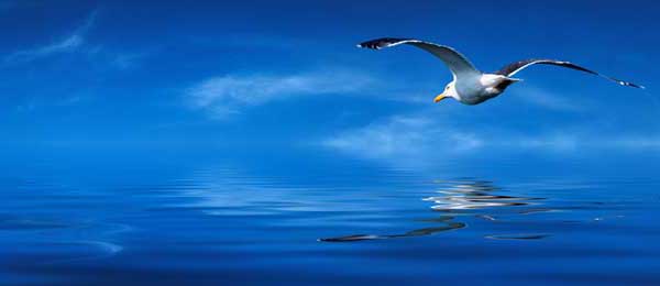 seagull on blue